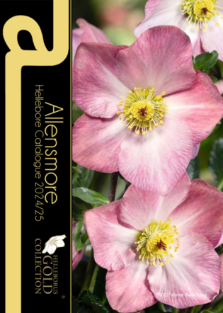 Hellebore Catalogue 2024/25