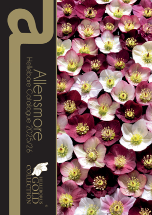 Hellebore Catalogue 2025/26