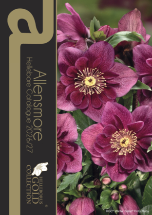 Hellebore Catalogue 2026/27