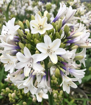 Administrative Assistant