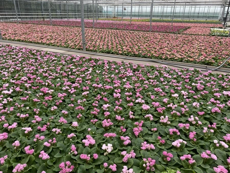 Incredible Early Colour