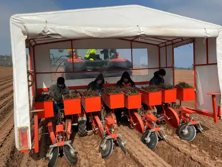 Rose Planting
